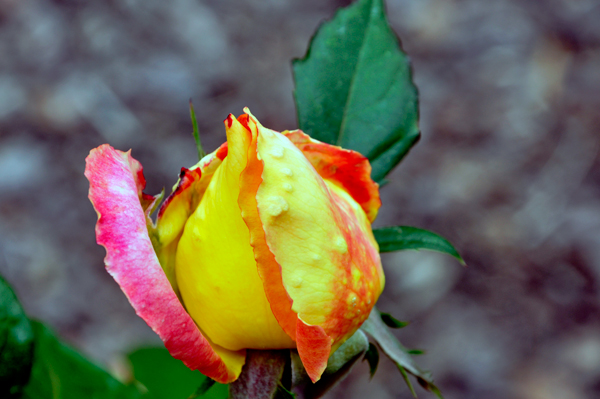 Love and Peace rose bud